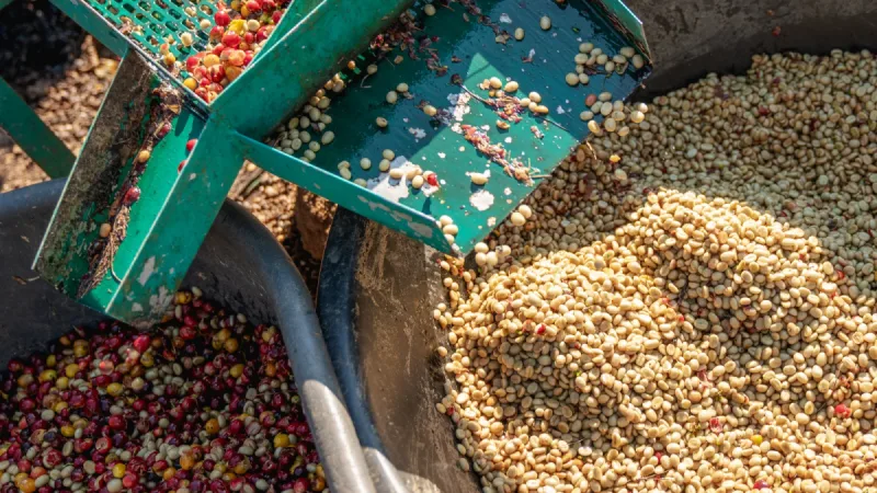 세계 커피원두 시장 8% 성장, 근데 카페는 왜 망할까